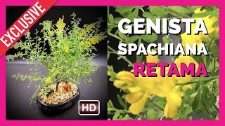 Bonsai Retama Genista Spachiana [upl. by Seniag579]