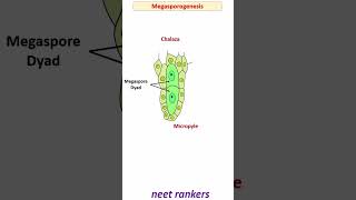 Megasporogenesis class 12 with Animation neetrankers neetbiology ncertbiology neetmotivation [upl. by Felton]