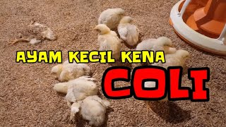 KASUS COLIBACILLOSIS PADA AYAM KECIL AyamBroiler broiler closehouse kandangayam [upl. by Allekim]