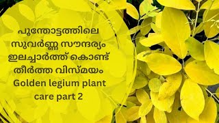 Golden Desmodium plant caregolden legume plantKarada plantKaha karada plant PART ll [upl. by Alehc]