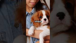 Fun Facts About Cavalier King Charles Spaniels Dog breed [upl. by Ahsiela]