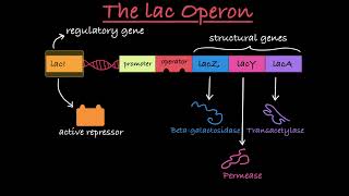 The lac Operon Explained [upl. by Ykcul883]