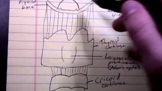 Basic Larynx Anatomy [upl. by Nilorac]