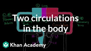 Two Circulations in the Body  Circulatory system physiology  NCLEXRN  Khan Academy [upl. by Honor597]