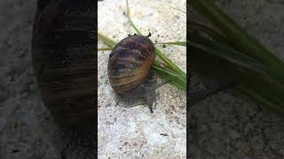 Animaux de la terre  l’escargot france nature limousin shortsyoutube snails [upl. by Aneeb]