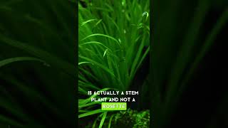 Blyxa japonica Plant Profile aquascape aquarium [upl. by Dlanod]