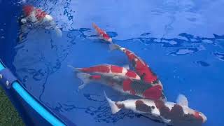 koi shows My time at the BKKS koi show in england [upl. by Drof]