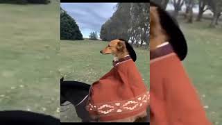 Dog Riding Horse Meme Template 😂 Dog Riding On Horse In Cowboy Costume On Fein Song [upl. by Gerrard]