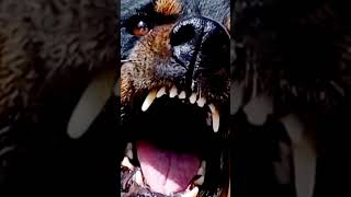 Rottweiler Barking Sound Effects rottweiler dogshorts [upl. by Ariadne914]