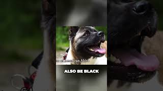 American Akita vs Japanese Akita  Whats The Difference [upl. by Dralliw]