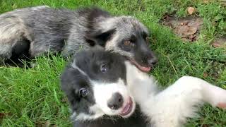 Border Collie puppy meets fox for the first time [upl. by Hobard]