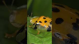 Aspidimorpha miliaris asian spotted tortoise beetle [upl. by Anwat]