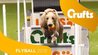 Flyball  Team Quarter Finals  Crufts 2019 [upl. by Canotas52]