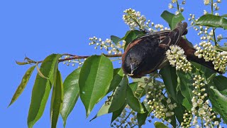 Icterus spurius ORCHARD ORIOLE male foraging gets caterpillar 9087359 [upl. by Zampardi191]