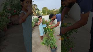 rose plant care tips  rose flower plant  rose plant fertilizer shorts [upl. by Onitrof]