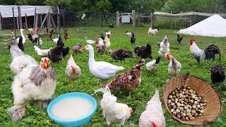 Chickens Egg Yield Increased Fivefold With This Recipe  Chicken Farm Chores  Quail Egg Harvest [upl. by Selij]