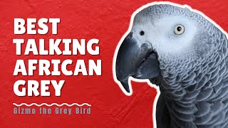 African Grey Talking for 30 Minutes Straight  Gizmo the Grey Bird [upl. by Erastus696]