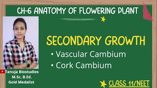 Ch6 Anatomy of Flowering Plants Secondary Growth Vascular amp Cork Cambium Class 11 BiologyNEET [upl. by Hadlee496]