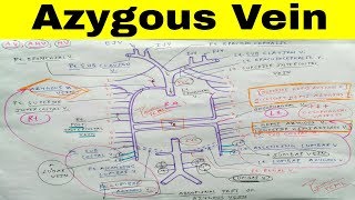 Azygous Accessory Hemi Azygous Hemi Azygous Vein  Part 1  The Charsi of Medical Literature [upl. by Regina29]