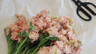 How to Condition Matthiola  Stock Flowers [upl. by Anabella]