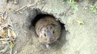 Tucotuco Ctenomys magellanicus en Punta Cantor [upl. by Llien888]