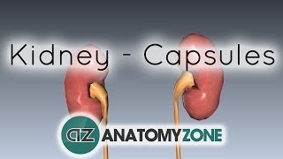 Capsules of the Kidney  Anatomy Tutorial [upl. by Ahterod]