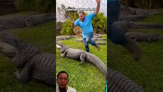 jump over a group of alligators alligator crocodile animals alligatorwalk reptiles dinosaur [upl. by Hamid]