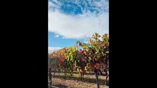 Vineyard in Napa Valley California grape vineyard winetasting winery california napavalley [upl. by Glorianna]