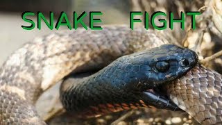 King snake versus RattleSnake kingsnake wins [upl. by Rehpetsirhc866]