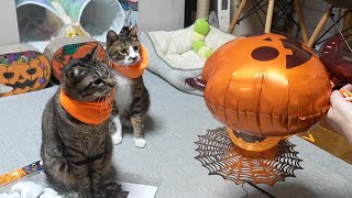 猫と一緒のハロウィン準備はヒヤヒヤ☆アルミバルーンにビビるガーちゃんゴマちゃん 【リキちゃんねる 猫動画】 キジトラ 猫のいる暮らし [upl. by Meece578]