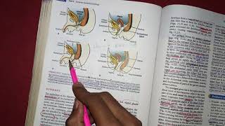 Revision of embryology of hindgut with clinical correlates [upl. by Eustache276]