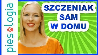 Jak przyzwyczaić szczeniaka do pozostawania samemu w domu [upl. by Jennings]