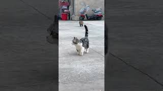 Chat mignon 🐈 funny cute foryoupage vues viral [upl. by Naivat578]