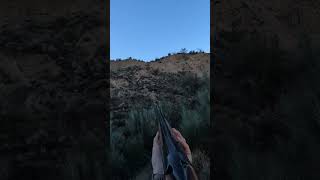 Disparo Rápido Zorzal en la Mira🦅✨ caza hunting real birds wildlife trap video [upl. by Kelly]