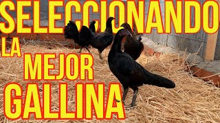 SELECCIONANDO GALLINAS una actividad que no es fácil [upl. by Nyleuqcaj10]