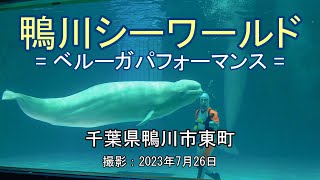 鴨川シーワールド  ベルーガパフォーマンス  4K Kamogawa Sea World  Beluga Performance [upl. by Aihsad538]