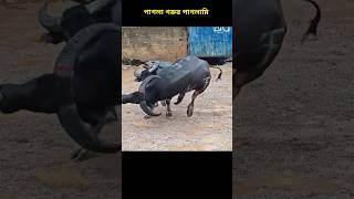 pagla gorur paglami  পাগলা গরুর পাগলামি  পাগলা গরু  pagla goru  goru  paglagoru goru [upl. by Amathist]