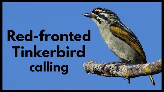 REDFRONTED TINKERBIRD singing with closed beak [upl. by Ivzt]