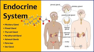 Endocrine System  Endocrine Glands  Function amp Location [upl. by Merrow95]