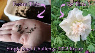 Growing Hollyhocks  From Seed to Flower  SingleSeedChallenge2022 Recap [upl. by Mcintyre]