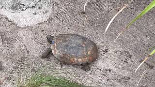 Gumbo Limbo Nature Center  Turtle in a HURRY to go back to Home [upl. by Dami]