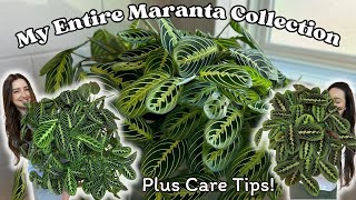 My COMPLETE Maranta Collection 7 Varieties and over 10 plants [upl. by Euqnom143]