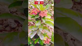 euphorbia milii plant careshorts ytviralshortyoutubeshortsViralChikahomegarden [upl. by Notniuqal]