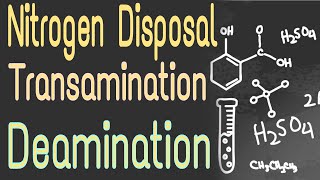 Nitrogen Removal From Amino Acids  Tansamination and Deamination  Lecture 1 [upl. by Siffre682]