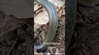 Aesculapian snake shorts snake nikon nature [upl. by Rauch]