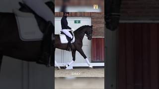 Hanoverian Horse 🐴✨horse animals horselover ytshorts youtubeshorts shortsfeed shorts [upl. by Cul]