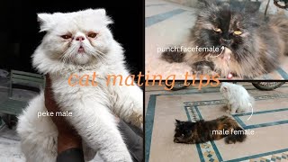 how to tell if cat mating was successful  cat mating process [upl. by Margret]