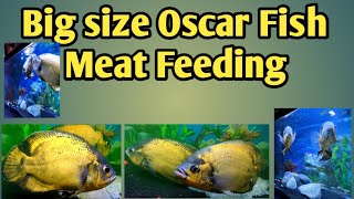 Big size oscar fish meat feeding videoaquariumfish shorts [upl. by Eehsar]