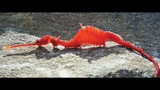 Phyllopteryx dewysea  Ruby Seadragon first seen alive [upl. by Fitzger473]