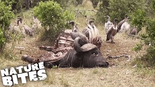 Vultures Swarm Wildebeest Carcass  Nature Bites [upl. by Enilorac854]